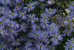 Aster cordifolius 'Ideal' bestellen